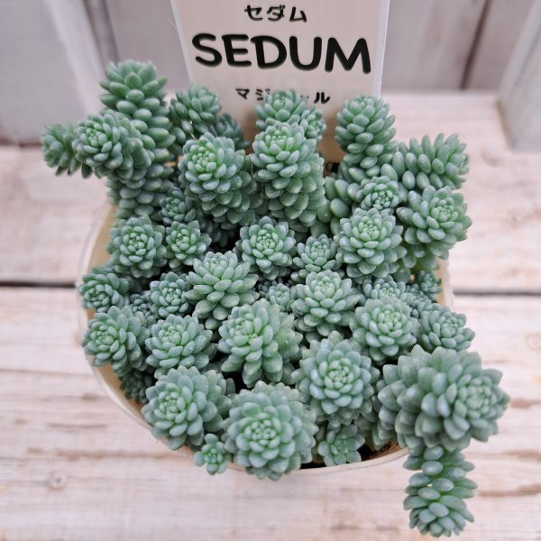 画像1: セダム　マジョール（2.5号ロング） (1)