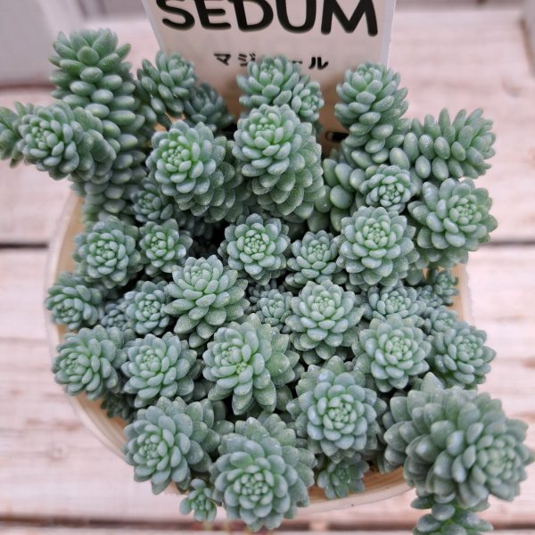 画像2: セダム　マジョール（2.5号ロング） (2)