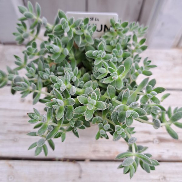 画像1: クラッスラ　レモータ（2.5号ロング） (1)