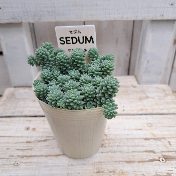 画像3: セダム　マジョール（2.5号ロング） (3)