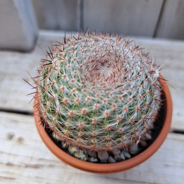 画像1: サボテン 4(2.5号プラ鉢) (1)