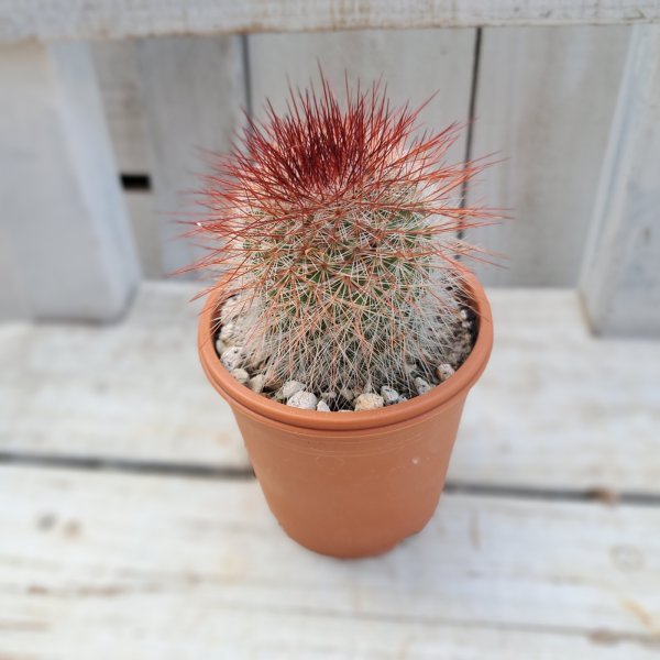 画像3: サボテン 23(2.5号プラ鉢) (3)