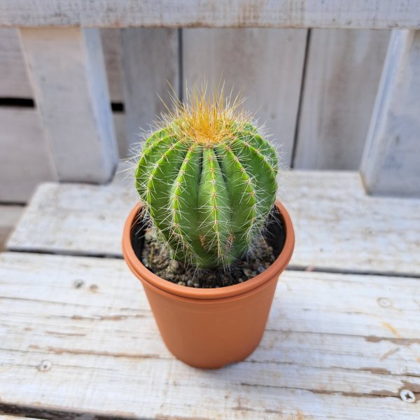 画像3: サボテン 5(2.5号プラ鉢) (3)