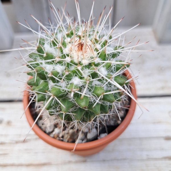 画像1: サボテン 18(2.5号プラ鉢) (1)