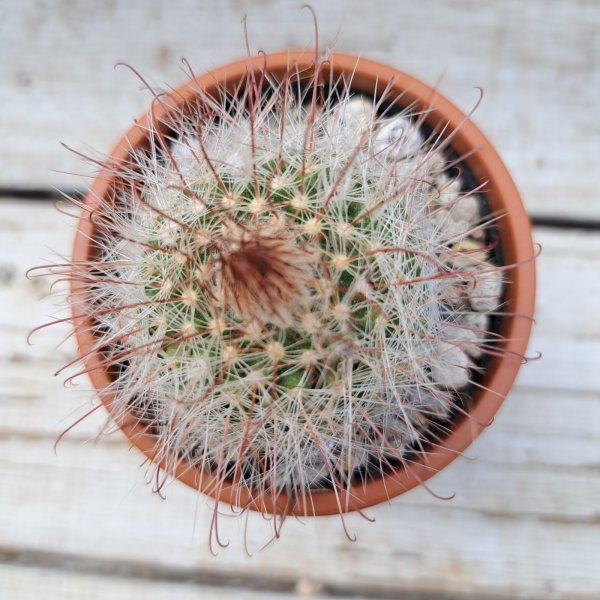 画像2: サボテン 16(2.5号プラ鉢) (2)