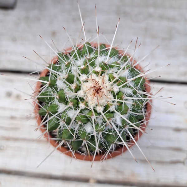 画像2: サボテン 18(2.5号プラ鉢) (2)