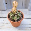 画像1: サボテン 2(2.5号プラ鉢) (1)