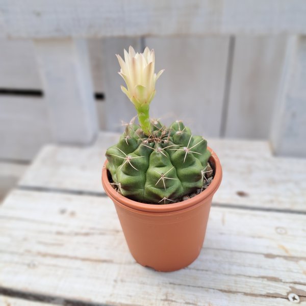 画像3: サボテン 19(2.5号プラ鉢) (3)