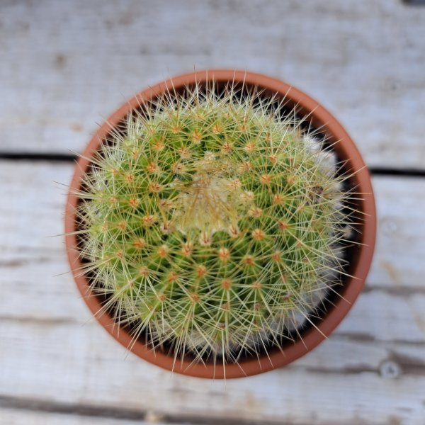 画像2: サボテン 7(2.5号プラ鉢) (2)