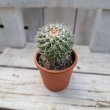 画像3: サボテン 21(2.5号プラ鉢) (3)