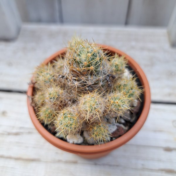 画像1: サボテン 15(2.5号プラ鉢) (1)