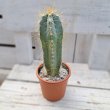 画像3: サボテン 20(2.5号プラ鉢) (3)