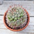 画像1: サボテン 9(2.5号プラ鉢) (1)
