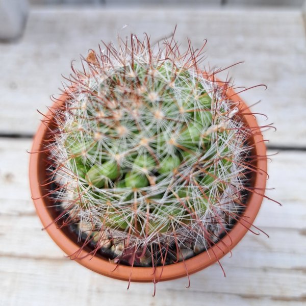 画像1: サボテン 9(2.5号プラ鉢) (1)