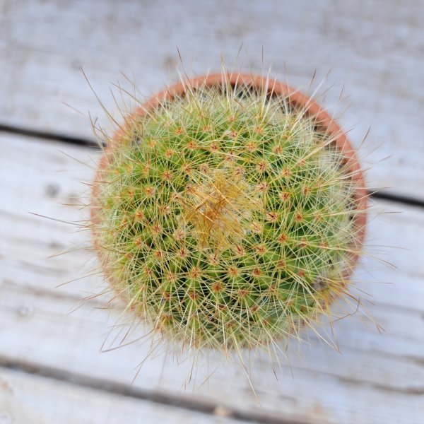 画像2: サボテン 13(2.5号プラ鉢) (2)