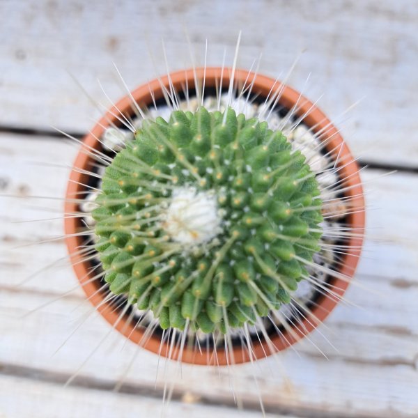 画像2: サボテン 8(2.5号プラ鉢) (2)