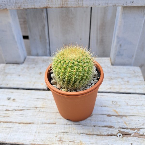 画像3: サボテン 7(2.5号プラ鉢) (3)