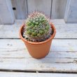 画像3: サボテン 9(2.5号プラ鉢) (3)