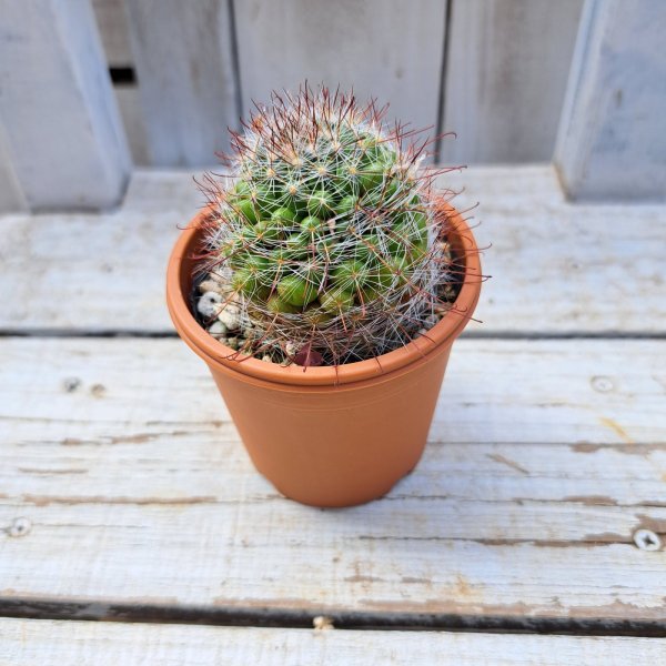 画像3: サボテン 9(2.5号プラ鉢) (3)