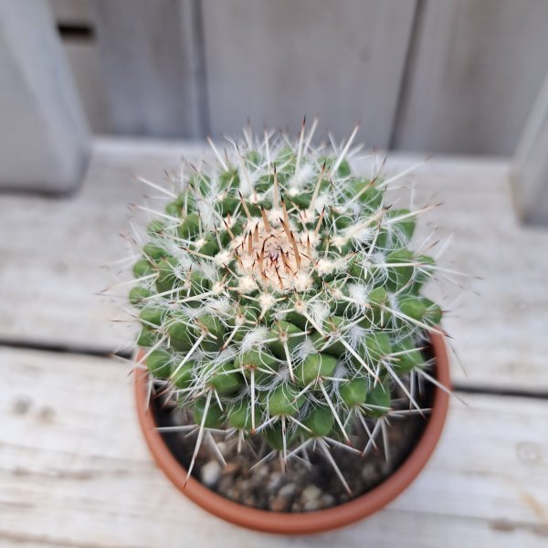 画像1: サボテン 21(2.5号プラ鉢) (1)