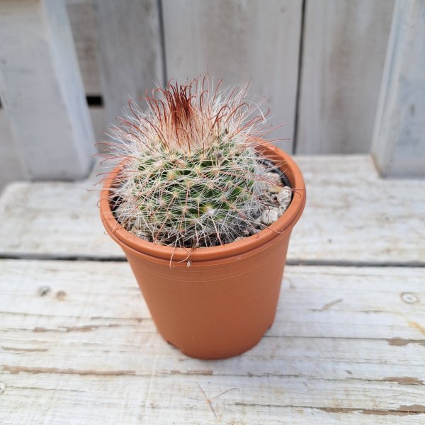 画像3: サボテン 16(2.5号プラ鉢) (3)