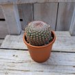 画像3: サボテン 4(2.5号プラ鉢) (3)