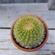 画像1: サボテン 7(2.5号プラ鉢) (1)