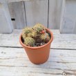 画像3: サボテン 17(2.5号プラ鉢) (3)