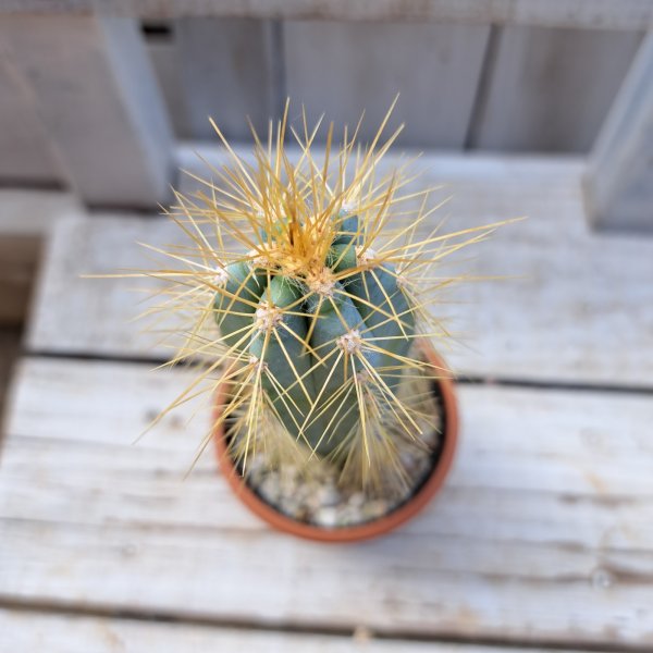 画像2: サボテン 3(2.5号プラ鉢) (2)