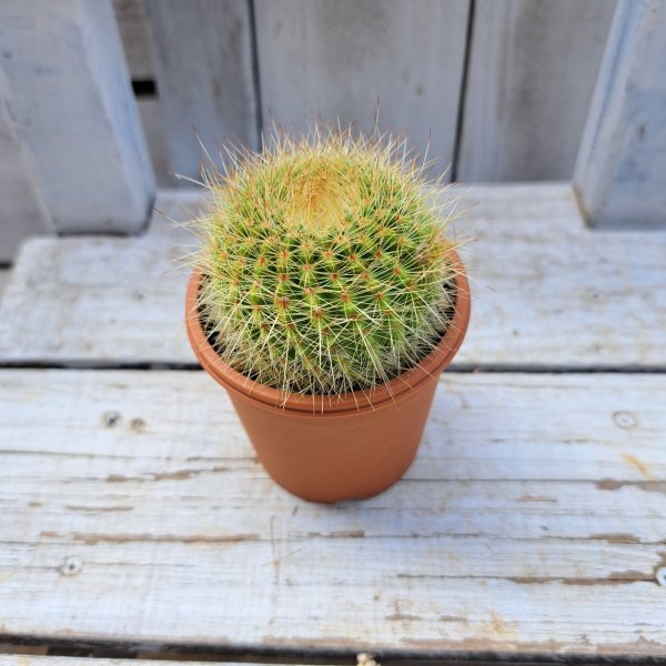 画像3: サボテン 13(2.5号プラ鉢) (3)