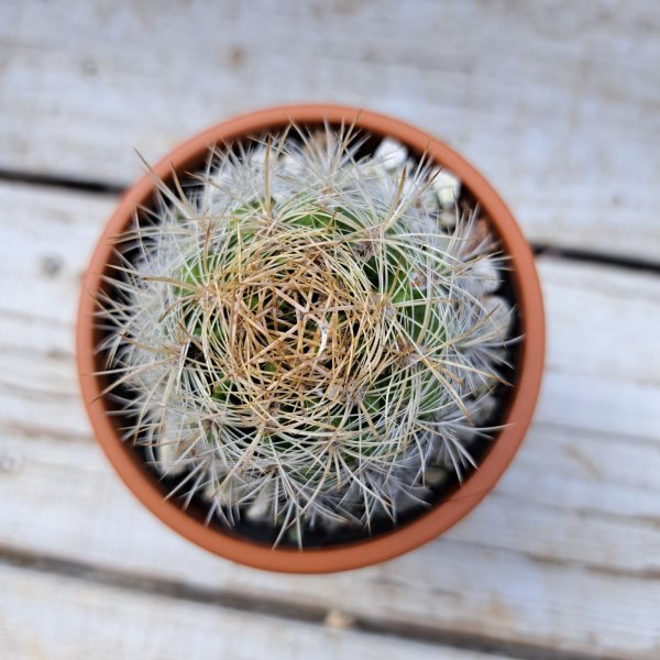 画像2: サボテン 10(2.5号プラ鉢) (2)