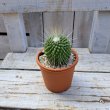 画像3: サボテン 8(2.5号プラ鉢) (3)