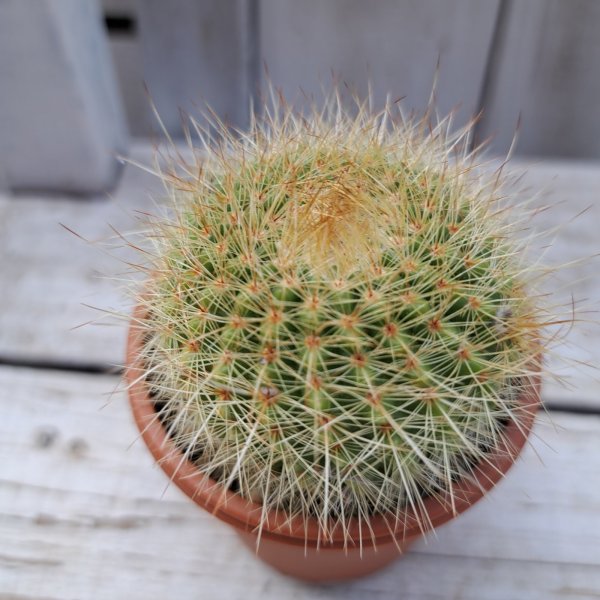 画像1: サボテン 13(2.5号プラ鉢) (1)