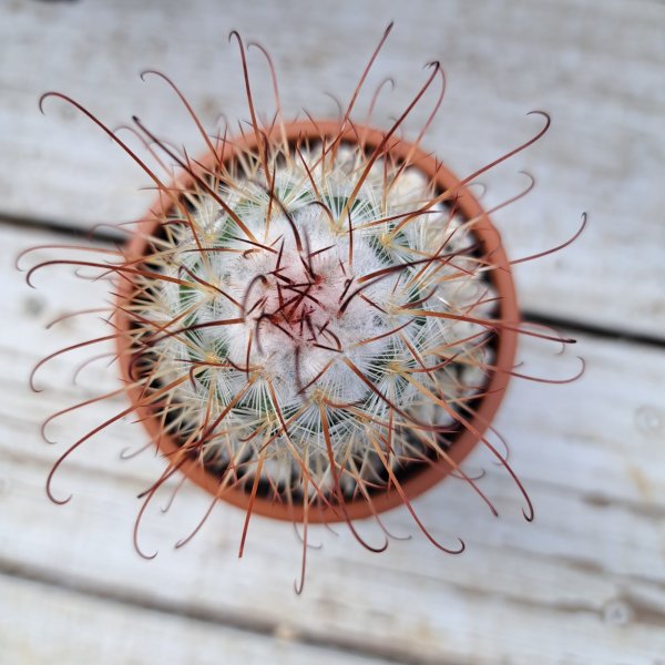 画像2: サボテン 14(2.5号プラ鉢) (2)