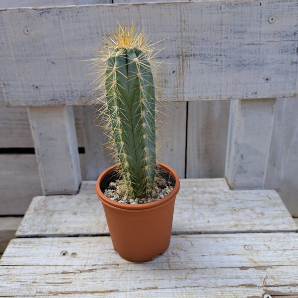 画像3: サボテン 3(2.5号プラ鉢) (3)