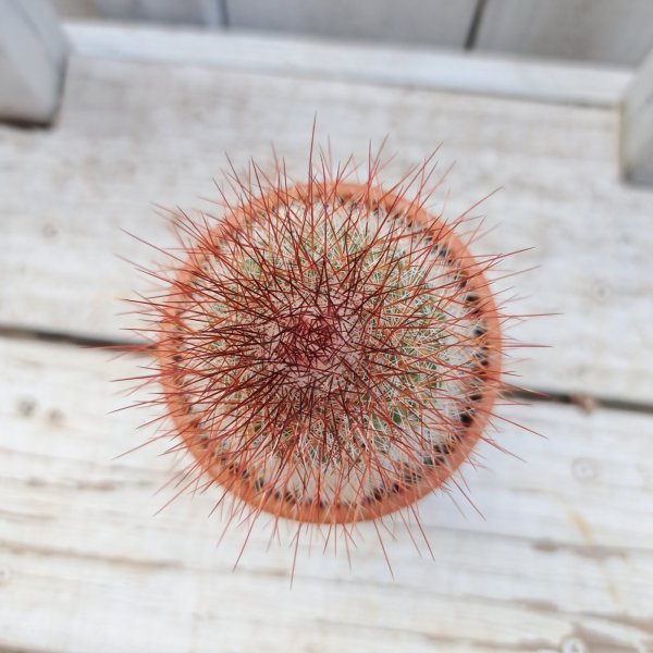 画像2: サボテン 23(2.5号プラ鉢) (2)