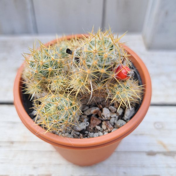 画像1: サボテン 17(2.5号プラ鉢) (1)