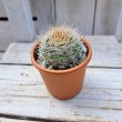 画像3: サボテン 10(2.5号プラ鉢) (3)