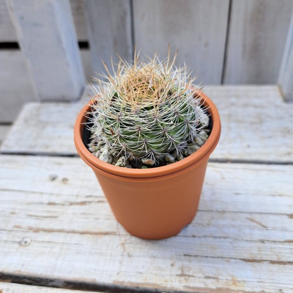 画像3: サボテン 10(2.5号プラ鉢) (3)