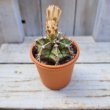 画像3: サボテン 2(2.5号プラ鉢) (3)