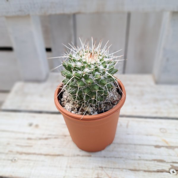 画像3: サボテン 18(2.5号プラ鉢) (3)