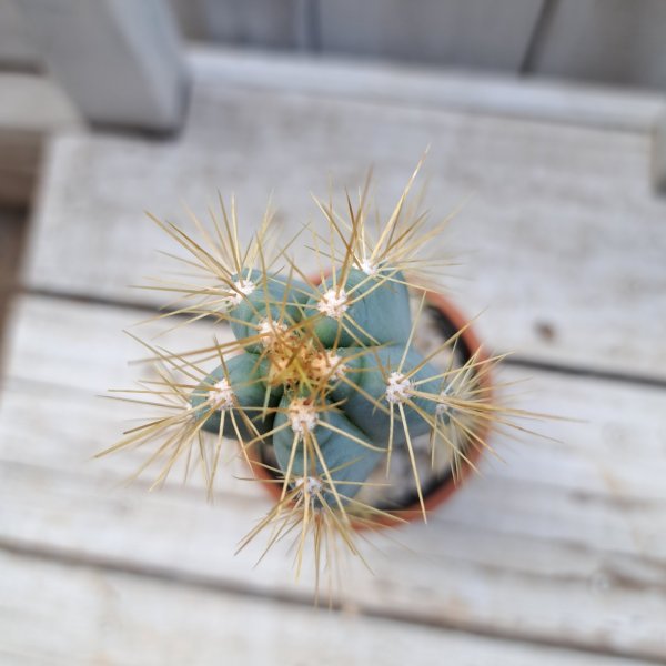 画像2: サボテン 20(2.5号プラ鉢) (2)