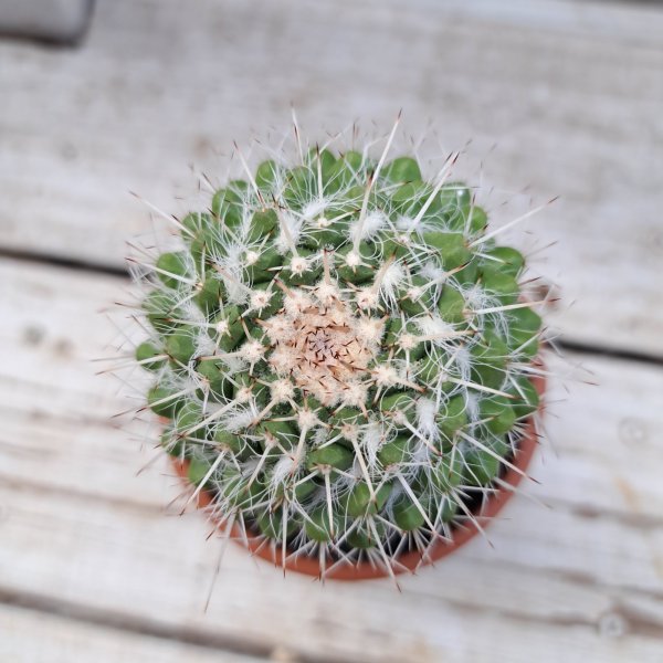 画像2: サボテン 21(2.5号プラ鉢) (2)