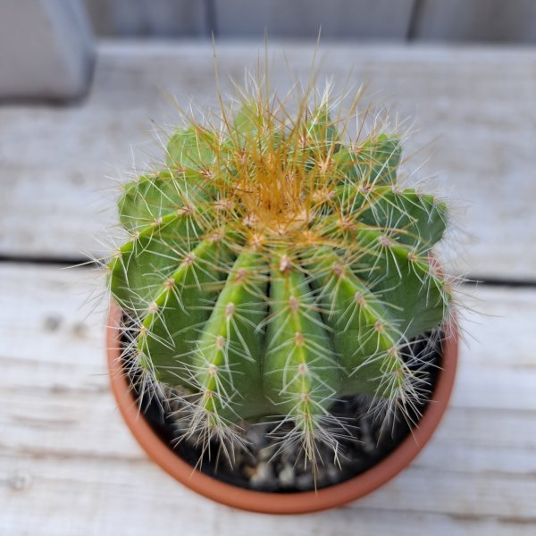 画像1: サボテン 5(2.5号プラ鉢) (1)