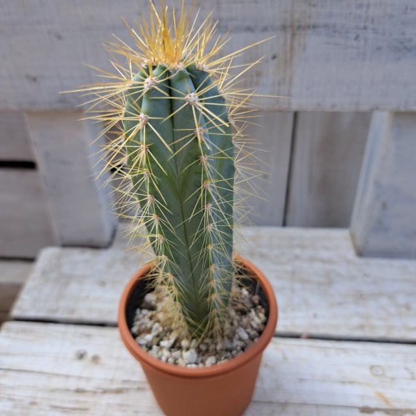 画像1: サボテン 3(2.5号プラ鉢) (1)