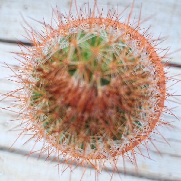 画像2: サボテン 11(2.5号プラ鉢) (2)