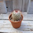 画像3: サボテン 6(2.5号プラ鉢) (3)