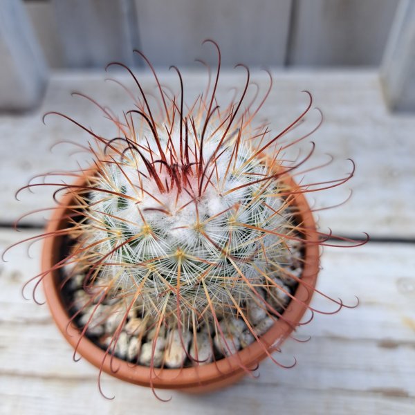 画像1: サボテン 6(2.5号プラ鉢) (1)