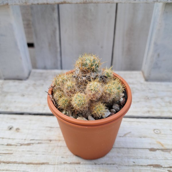 画像3: サボテン 15(2.5号プラ鉢) (3)