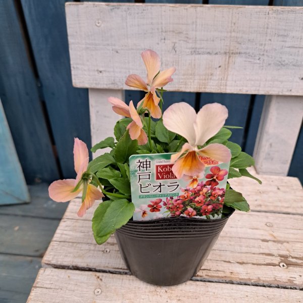 画像3: 神戸ビオラ　グランバニーヴァリアスピンクB（3.0号） (3)